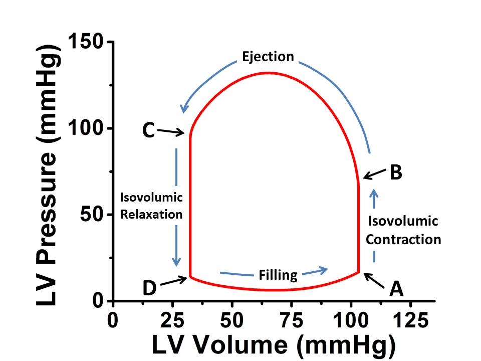 B. 4 phases of cardiac cycle on the PV loop.