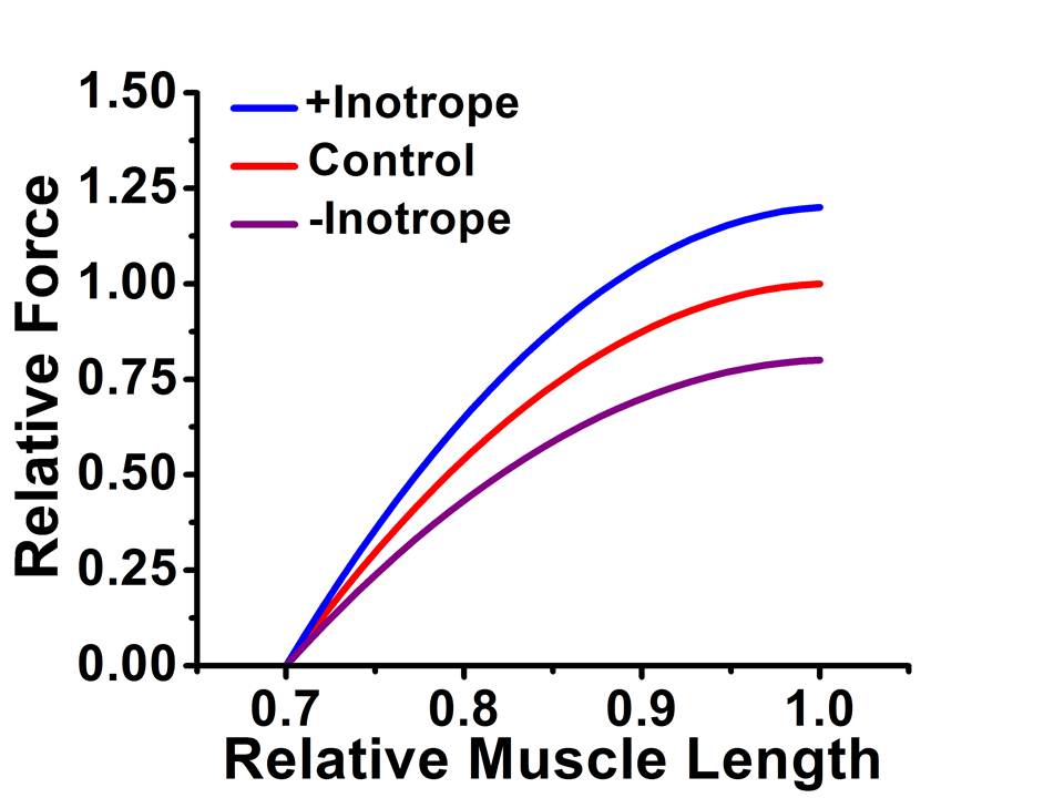 Figure 5-5. Impact of drugs that increase myofilament calcium delivery on muscle force-length relationship.