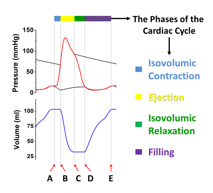 Figure 7-1. Chamber pressures and volumes over time, showing the 4 phases of the cardiac cycle.