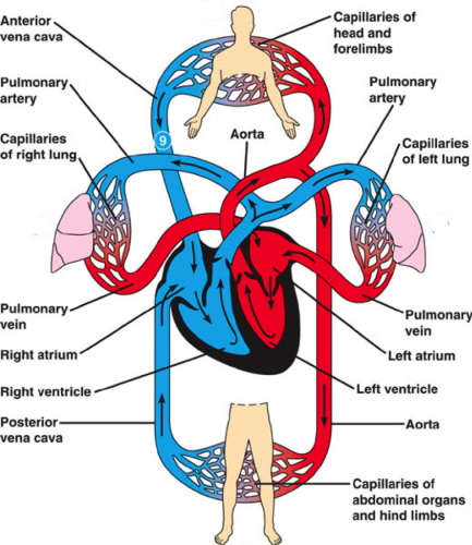 Figure 2-2. Pictoral representation of the circulatory system