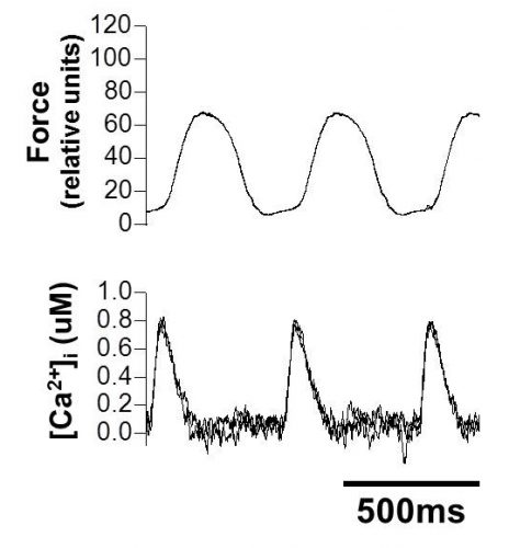 Figure 4-6. Intracellular calcium transient in relation to the time course of pressure generation which reflects the time course for muscle force generation.