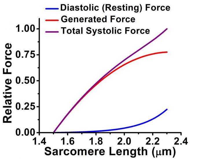 Figure 5-1. Impact of sarcomere length on force generation.