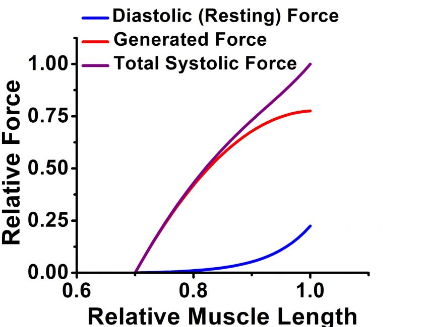 Figure 5-4. Impact of muscle length on force generation.
